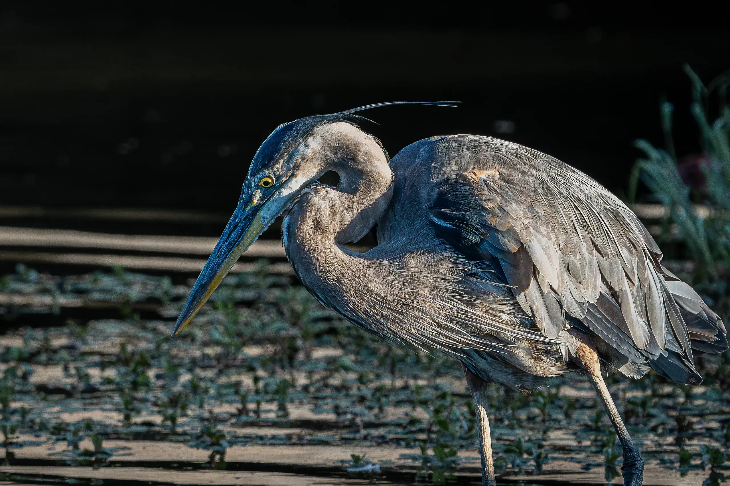 A great blue heron stalking through shallow water, lit from the side against a dark bank.
