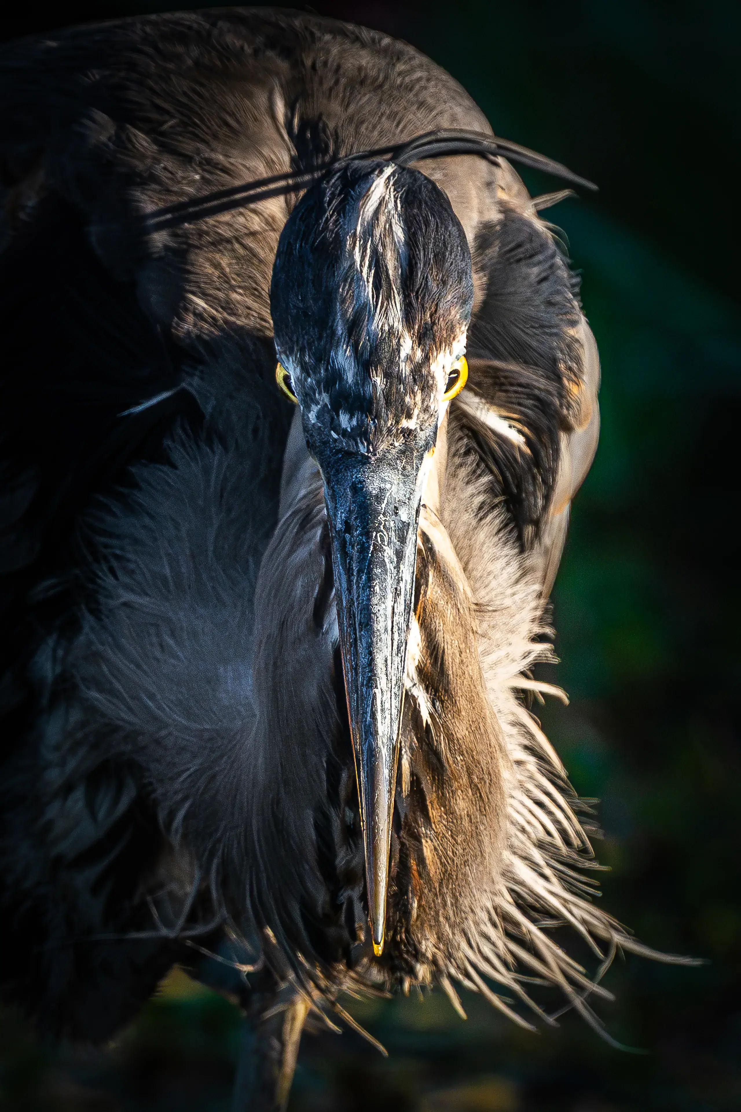 A great blue heron seen head-on in low light, its breast feathers hanging in fine wet strands against a near-black background.